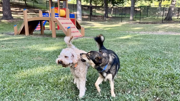 Dog Park at San Lucas Community Park photo 2